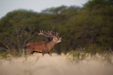 Kızıl geyik (Cervus elaphus) gürleyen, La Pampa, Patagonya, Arjantin 'de tanıtılan türler.