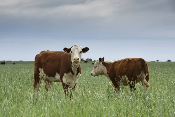 Countryside Landscape Cows Grazing Pampa Argentina — Fotografia de Stock