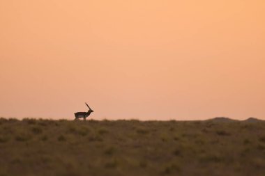 Pampas 'ta Erkek Blackbuck Antilobu, La Pampa Bölgesi, Arjantin