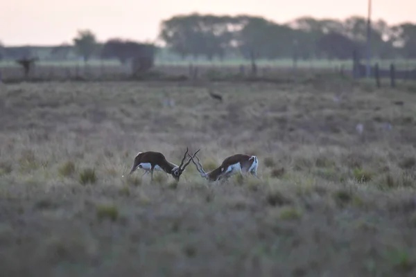 Férfi Blackbuck Antelope Pampas Sima Környezetben Pampa Tartomány Argentína — Stock Fotó