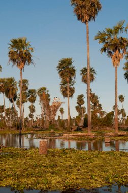 La Estrella Marsh, Formosa, Arjantin 'de palmiye manzarası.