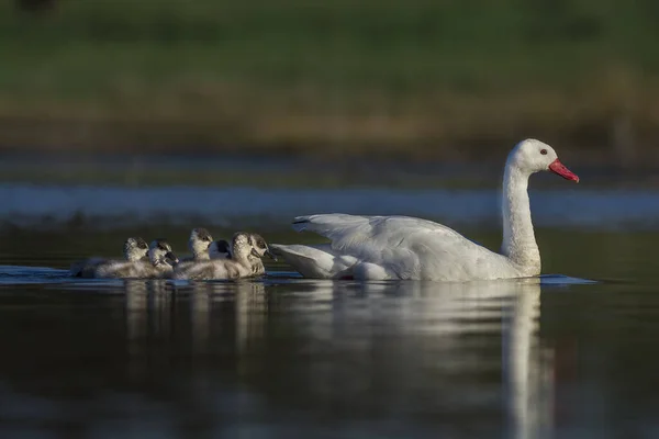 stock image Coscoroba swan with cygnets swimming in a lagoon , La Pampa Province, Patagonia, Argentina.