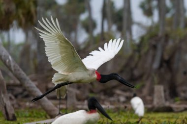 Jabiru Stork uçuyor, sulak arazide, La Estrella Marsh, Formosa Eyaleti, Arjantin.