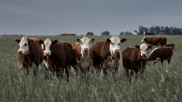 Краєвид Коровами Пампа Аргентина — стокове фото