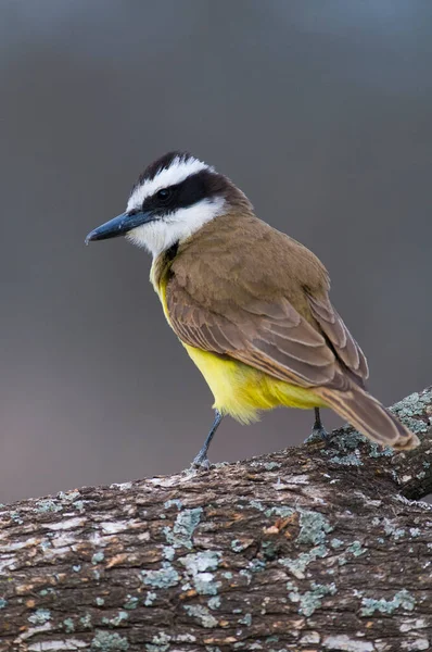 stock image Great Kiskadee,  Pitangus sulphuratus, Calden forest, La Pampa, Argentina