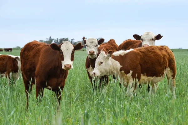 Countryside Landscape Cows Grazing Pampa Argentina — Foto de Stock