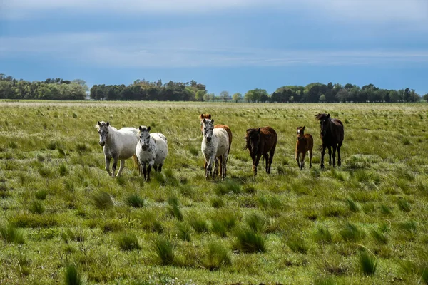 Стадо Лошадей Кутрисайде Провинция Пампа Патагония Аргентина — стоковое фото