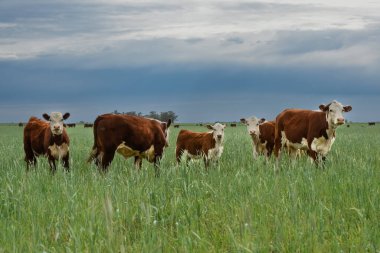 Countryside landscape with cows grazing, La Pampa, Argentina