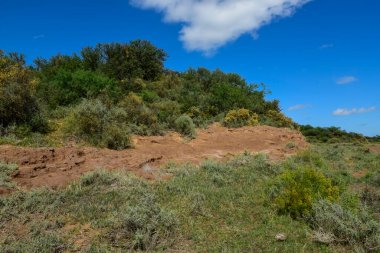 Calden Orman Çimleri, La Pampa Bölgesi, Patagonya, Arjantin.