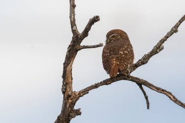 Ferruginous Pygme baykuşu, Glaucidium brasilianum, Calden Ormanı, La Pampa Eyaleti, Patagonya, Arjantin.