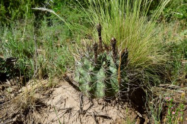 Calden Ormanı 'ndaki Kaktüs, La Pampa Bölgesi, Patagonya, Arjantin.