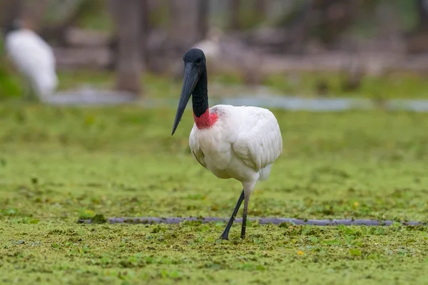 Jabiru Stork Een Wetlands Milieu Estrella Marsh Provincie Formosa Argentinië — Stockfoto