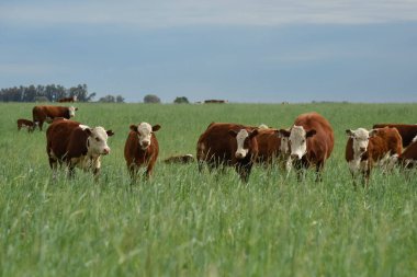 Countryside landscape with cows grazing, La Pampa, Argentina