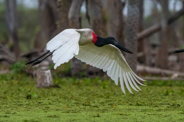 Jabiru Stork Flugt Vådområder Estrella Marsh Formosa Provinsen Argentina - Stock-foto