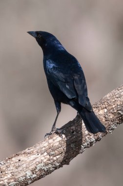 Shiny Cowbird, Molothrus bonariensis, Calden Ormanı, La Pampa, Arjantin