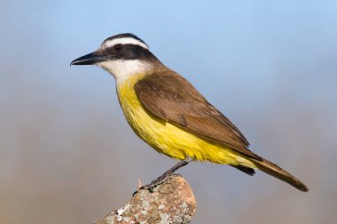 Büyük Kiskadee, Pitangus sülfür, Calden Ormanı, La Pampa, Arjantin
