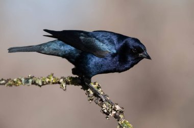 Shiny Cowbird, Molothrus bonariensis, Calden Ormanı, La Pampa, Arjantin