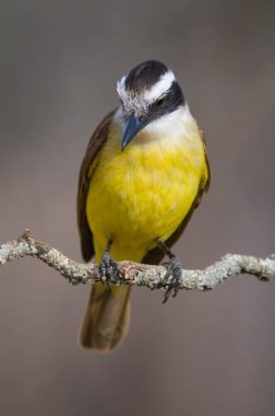 Büyük Kiskadee, Pitangus sülfür, Calden Ormanı, La Pampa, Arjantin