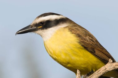 Büyük Kiskadee, Pitangus sülfür, Calden Ormanı, La Pampa, Arjantin