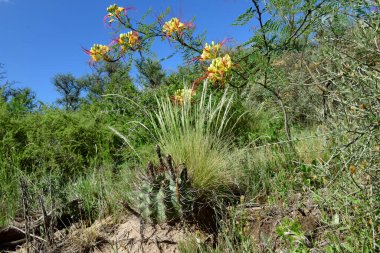Calden Orman Çimleri, La Pampa Bölgesi, Patagonya, Arjantin.