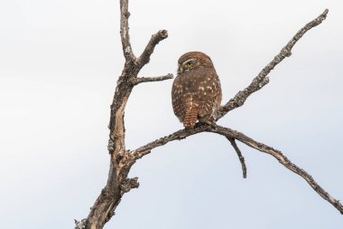 Ferruginous Pygme baykuşu, Glaucidium brasilianum, Calden Ormanı, La Pampa Eyaleti, Patagonya, Arjantin.