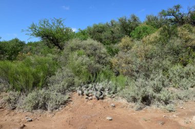 Calden Orman Çimleri, La Pampa Bölgesi, Patagonya, Arjantin.