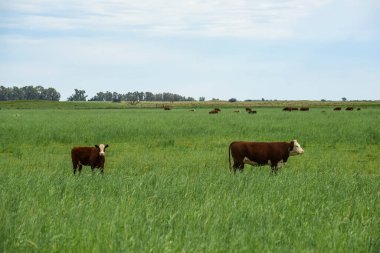 Countryside landscape with cows grazing, La Pampa, Argentina