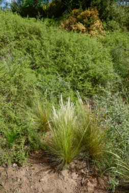 Calden Orman Çimleri, La Pampa Bölgesi, Patagonya, Arjantin.