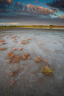 La Pampa, Patagonya, Arjantin 'deki kuru bir lagünde çöl toprağı..