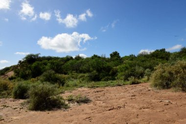 Calden Orman Çimleri, La Pampa Bölgesi, Patagonya, Arjantin.