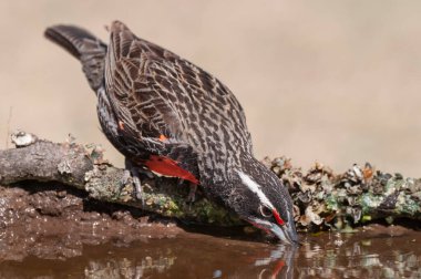 Long tailed Meadowlark, drinking in Pampas grassland environment, La Pampa Province, Patagonia, Argentina.