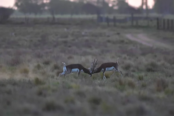 Männliche Blackbock Antilope Der Ebene Der Pampa Provinz Pampa Argentinien — Stockfoto