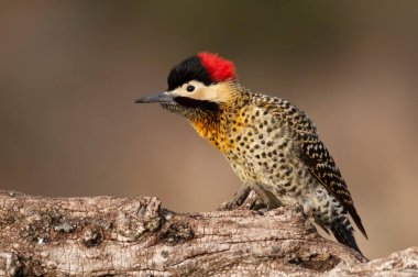 Green barred Woodpecker in forest environment,  La Pampa province, Patagonia, Argentina.