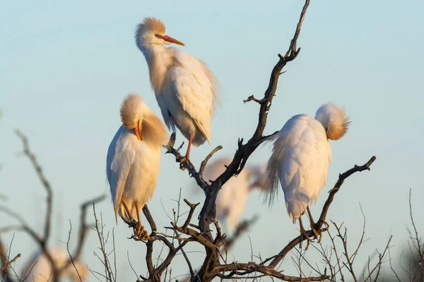 Cattle Egret Bubulcus Ibis Perched Pampa Province Patagonia Argentina — Stockfoto