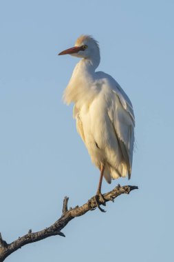 Cattle Egret, Bubulcus ibis, perched, La Pampa Province, Patagonia, Argentina