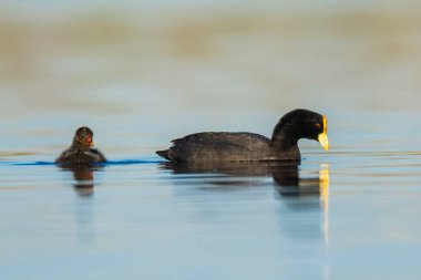 White winged coot, La Pampa province, Patagonia, Argentina.