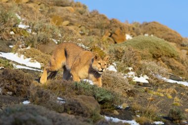 Cougar walking in mountain environment, Torres del Paine National Park, Patagonia, Chile.