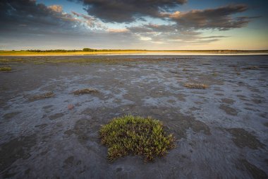 La Pampa, Patagonya, Arjantin 'deki kuru bir lagünde çöl toprağı..
