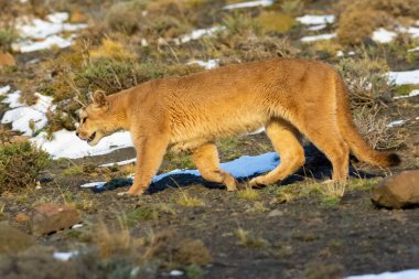 Puma dağda yürüyor, Torres del Paine Ulusal Parkı, Patagonya, Şili.