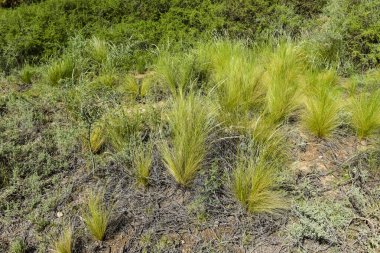 Grassland landscape,  La Pampa province, Patagonia, Argentina.