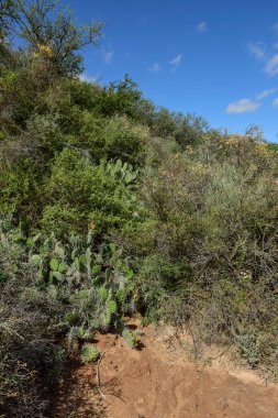 Calden Orman Çimleri, La Pampa Bölgesi, Patagonya, Arjantin.