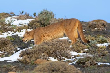 Cougar walking in mountain environment, Torres del Paine National Park, Patagonia, Chile.