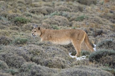 Puma dağda yürüyor, Torres del Paine Ulusal Parkı, Patagonya, Şili.