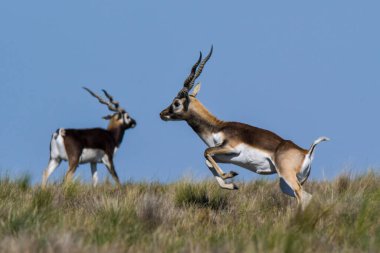 Pampas 'ta Erkek Blackbuck Antilobu, La Pampa Bölgesi, Arjantin