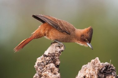 Kahverengi kacholote, Pampas Ormanı, La Pampa Bölgesi, Patagonya, Arjantin