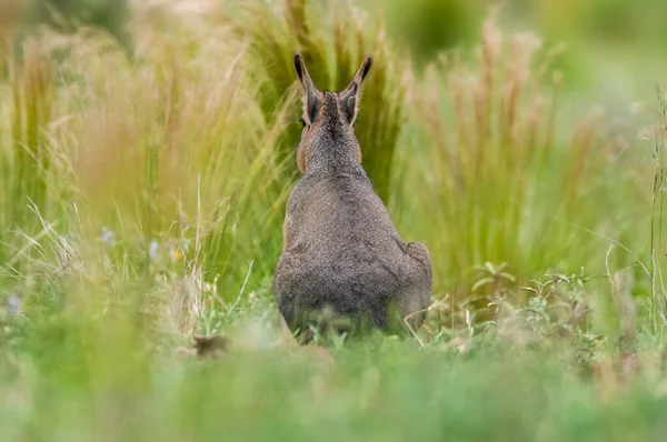 Patagonian cavi in grassland environment , La Pampa Province, Patagonia , Argentina