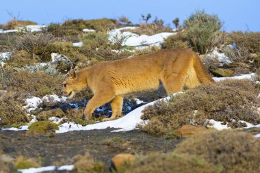 Cougar walking in mountain environment, Torres del Paine National Park, Patagonia, Chile.