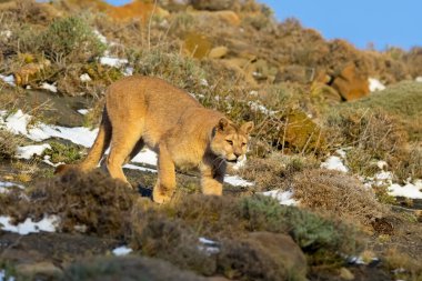 Cougar walking in mountain environment, Torres del Paine National Park, Patagonia, Chile.