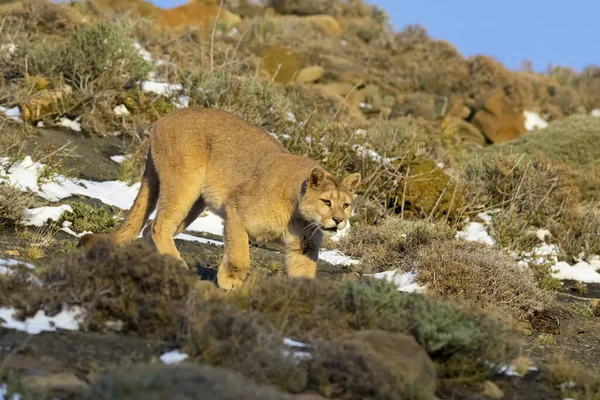 Cougar walking in mountain environment, Torres del Paine National Park, Patagonia, Chile.