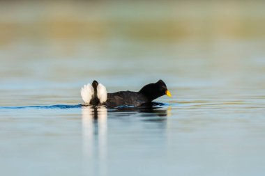 White winged coot, La Pampa province, Patagonia, Argentina.